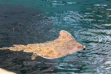Batoids at the zoo, Biodome, Montreal, Quebec © Simunik