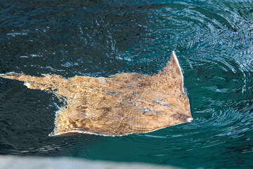 Batoids at the zoo, Biodome, Montreal, Quebec © Simunik