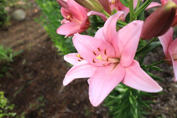 ユリの花と自然