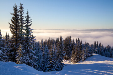Frozen coniferous forest over clouds with snow covered spruces in ski resort