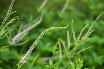 long-leaf spike speedwell