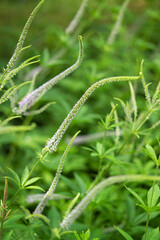 long-leaf spike speedwell