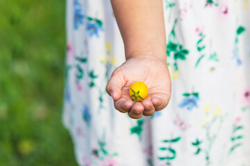 Child holding yellow tomato