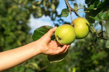 Close up of child's hand picking apple off of apple tree in the garden. Apples harvesting.