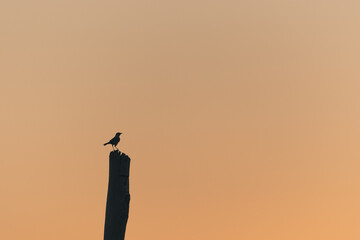 Bird silhouette sunset
