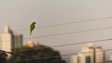 Lonely parrot with buildings in the background