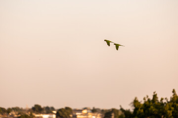 Couple of parrots flying over the city