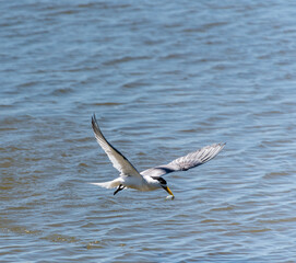 An Australian fairy tern carrying a small fish in it's beak