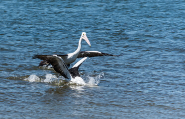 Pelicans flying on the water