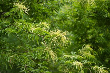 chestnut flowers