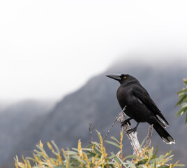 Close up of a Black Currawong Bird in Tasmania, Australia