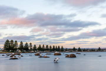 Naklejka premium Pelicans during Sunset, at Encounter Bay, Victor Harbor, Australia