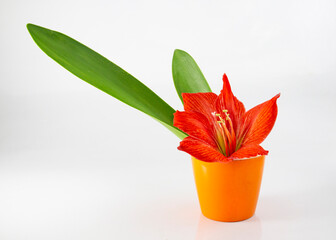 Hippeastrum or Amaryllis flower , Orange amaryllis flower on orange pot displayed on Gray background