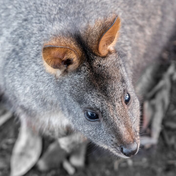 Closeup of a Tasmanian Pademelon, on Bruny Island, Tasmania, Australia