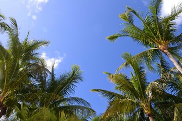 Fototapeta premium palm trees against sky