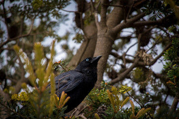 A crow perched in a tree