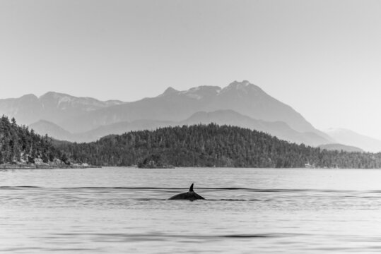 The Fin Of A Minke Whale, In The Waters Of North Vancouver Island, Canada