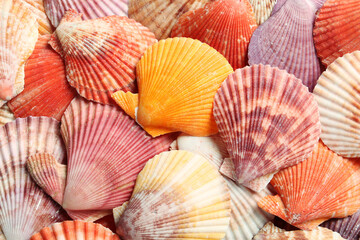Top view of beautiful color seashells as background