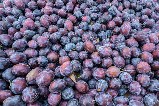 Fresh Purple Plums For Sale At A Farmer's Market In Central Canada