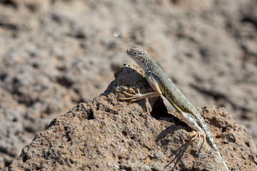 profile of desert lizard perched on a stone with blurred sandy rocky background
