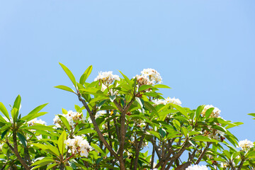 White blossoms with clear sky