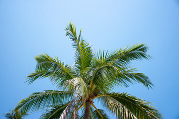 Fototapeta na wymiar Palm tree with clear sky