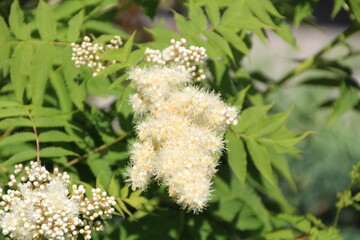 White Blooms, Edmonton, Alberta