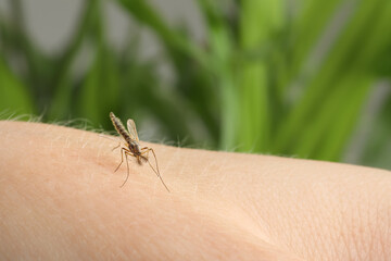 Mosquito on human's skin against blurred green background, closeup