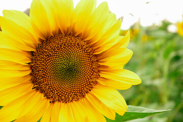 Fototapeta premium Sunflower flower on the field in backlight against the background of the sky.