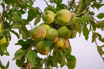 Gardening. Apple harvesting. Many apples on one branch among the green foliage. Many apples ripen on a branch.