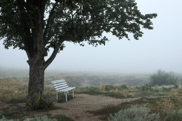 Empty wooden bench under tree in foggy field. Early morning landscape