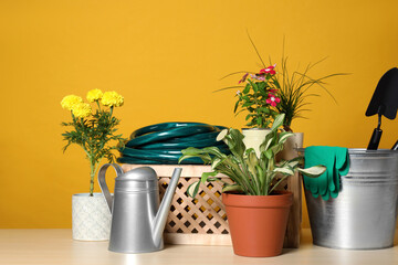 Beautiful plants and gardening tools on wooden table against orange background