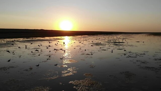 Kalmykia, nature reserve. Waterfowl fly at sunset.