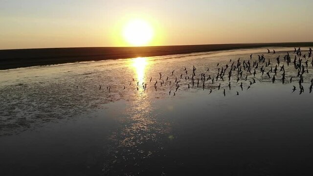 Kalmykia, nature reserve. A flock of birds in the rays of the sunset over the lake.