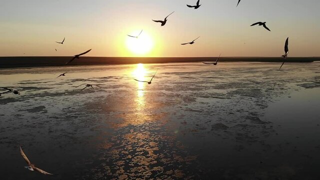 Kalmykia, nature reserve. A flock of birds in the rays of the sunset over the lake.