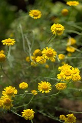 yellow herb flowers