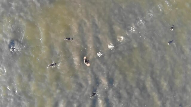 Kalmykia, nature reserve. Cormorants and pelicans on the lake.
