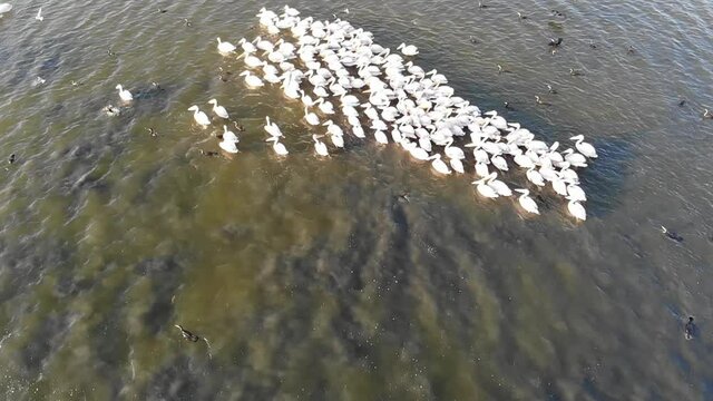 Kalmykia, nature reserve. A flock of pelicans swims on the lake.