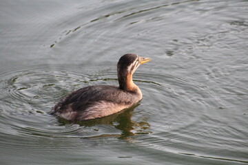 Grebe Moving On The Lake, Elk Island National Park, Alberta