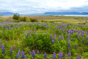 Summer Iceland panorama with lupin flowers grassland under blue sky