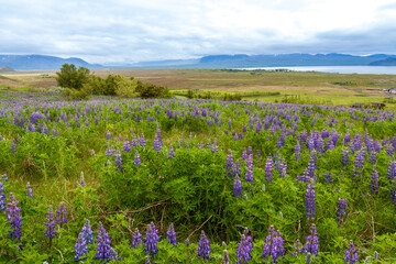 Fototapeta premium Summer Iceland panorama with lupin flowers grassland under blue sky