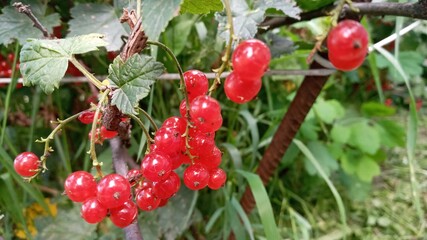 A bunch of red currants on a branch in the garden. In the green leaves of a currant bush