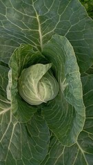 Ripe harvest on a Farm or Greenhouse. Cabbage head growing on the vegetable bed