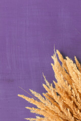 wheat ears isolated on a colored background. flat lay. dried flowers. space for text