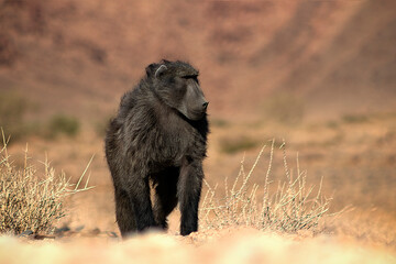 Wild african life. A Large Male Baboon standing in African bushes.