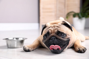 Cute pug dog suffering from heat stroke near bowl of water on floor at home - obrazy, fototapety, plakaty