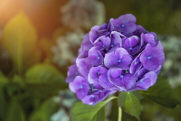 fioletowy kwiat hortensji ogrodowej