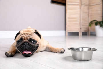 Cute pug dog suffering from heat stroke near bowl of water on floor at home - obrazy, fototapety, plakaty