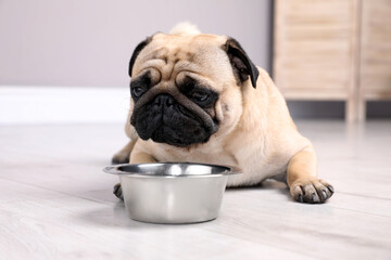 Cute pug dog suffering from heat stroke near bowl of water on floor at home