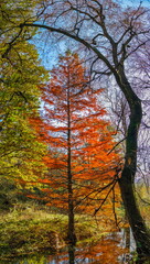 Fototapeta na wymiar Sofiyivsky arboretum on a sunny autumn day. Uman, Ukraine